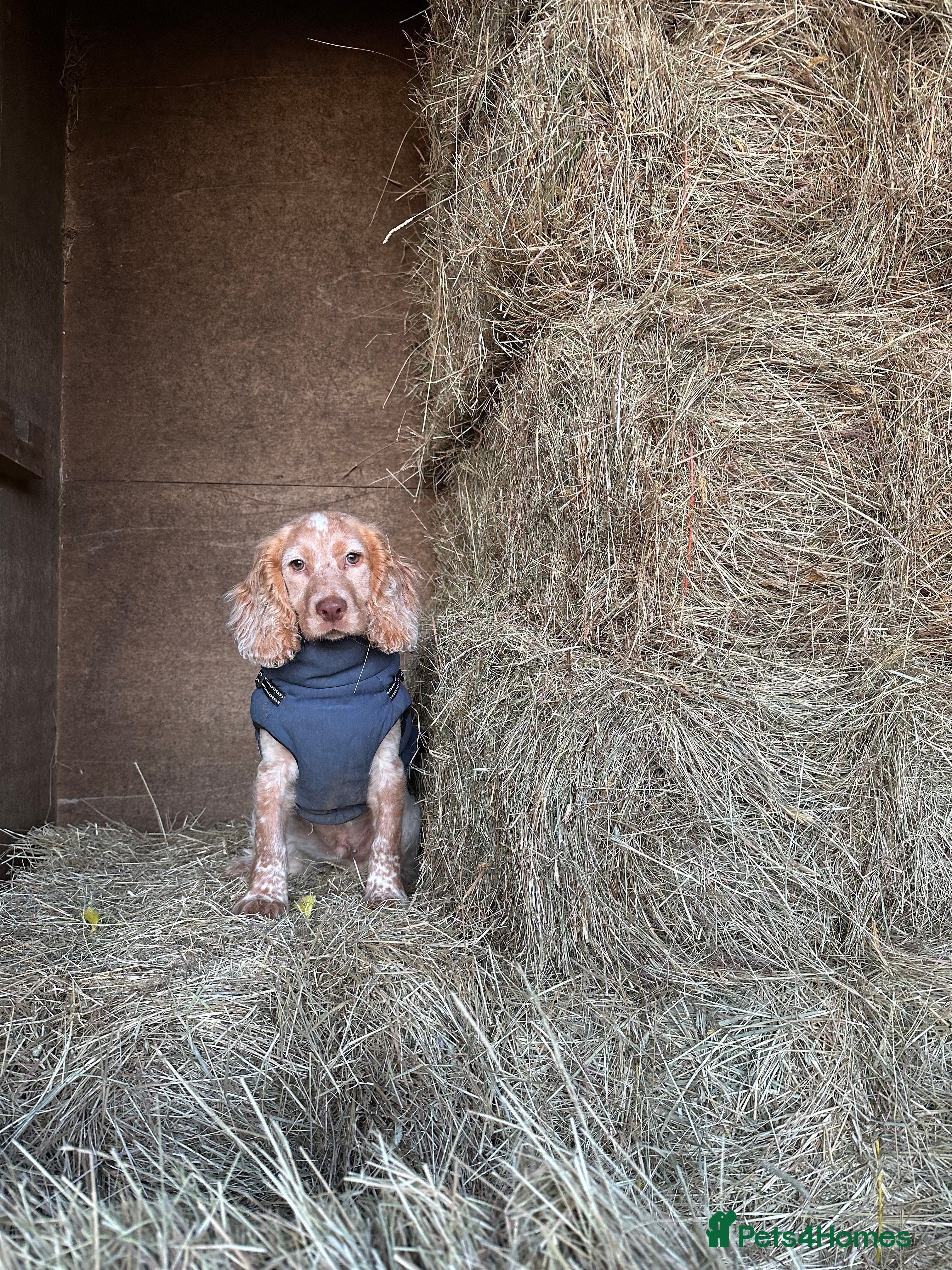 Cocker Spaniel dogs Show cocker spaniel  - Advert 17