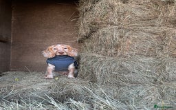 Cocker Spaniel dogs for stud: Show cocker spaniel  - Advert 1