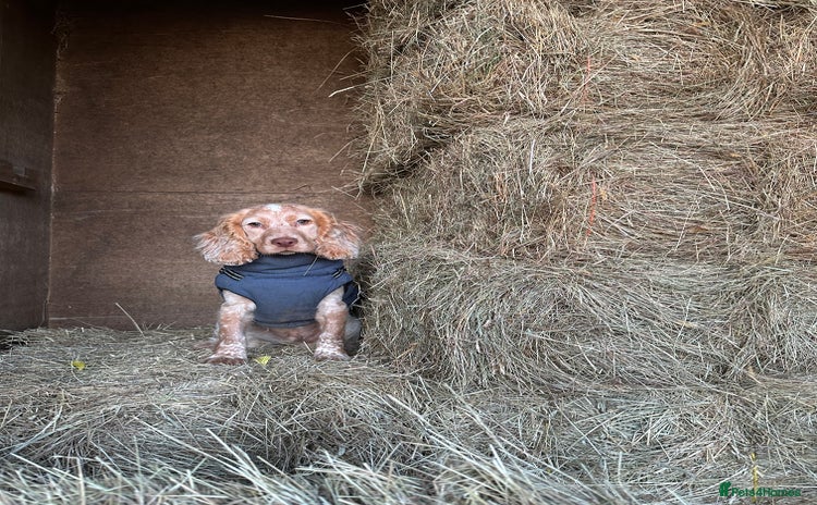 Cocker Spaniel dogs Show cocker spaniel  - Advert 1