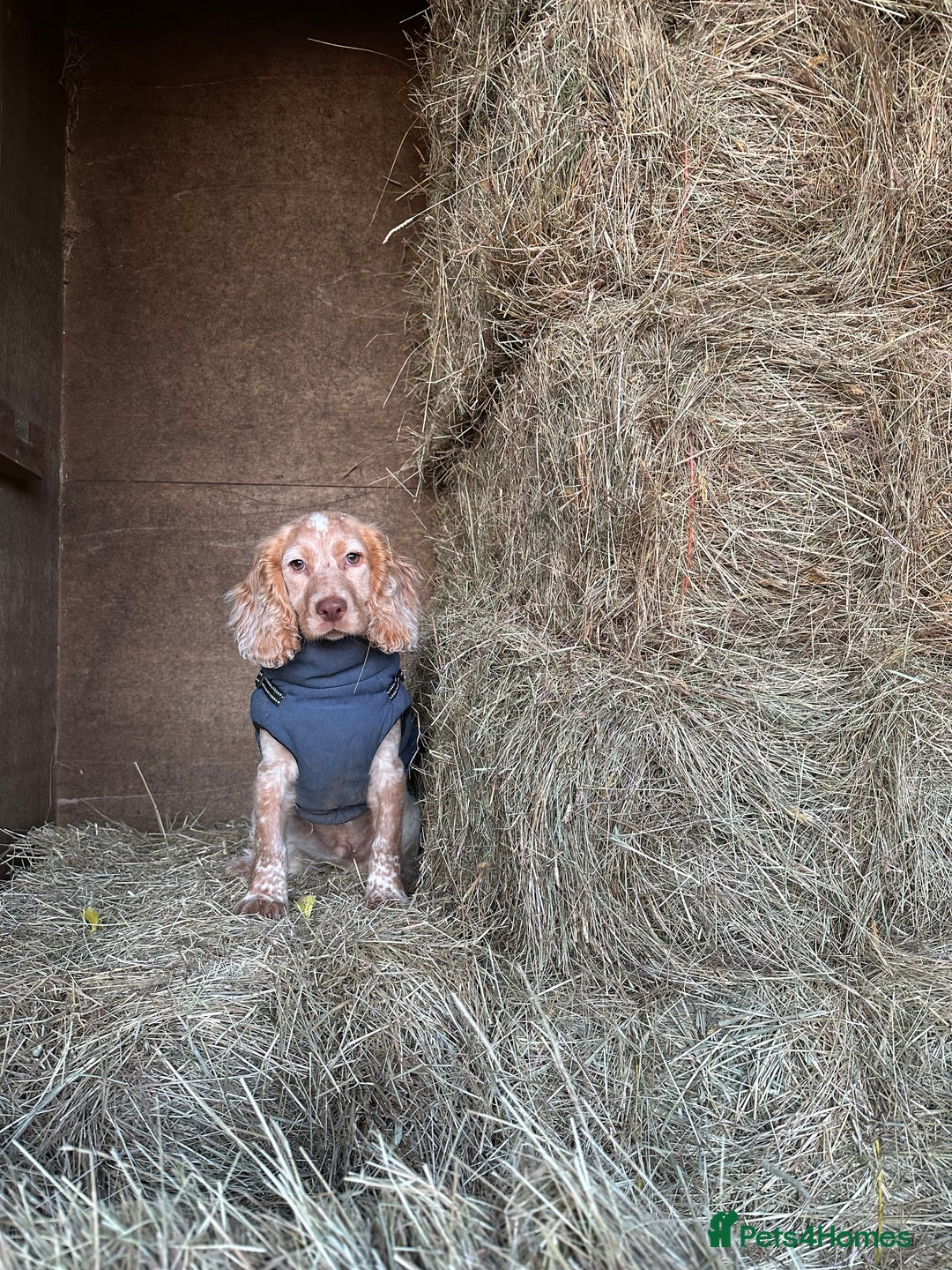 Cocker Spaniel dogs for stud: Show cocker spaniel  - Advert 1