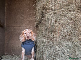 Cocker Spaniel dogs Show cocker spaniel - Advert 2