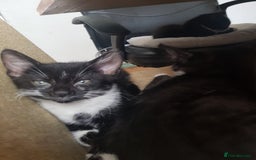 British Longhair cats for sale: Cats for free - Image 2