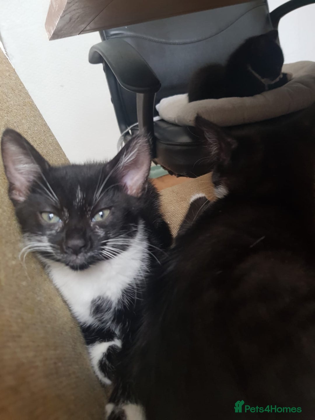 British Longhair cats for sale: Cats for free - Image 2
