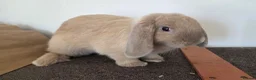 Mini Lop rabbits for sale: Pure Bred Mini Lop Buck - Ready Now (1 remaining) - Advert 4