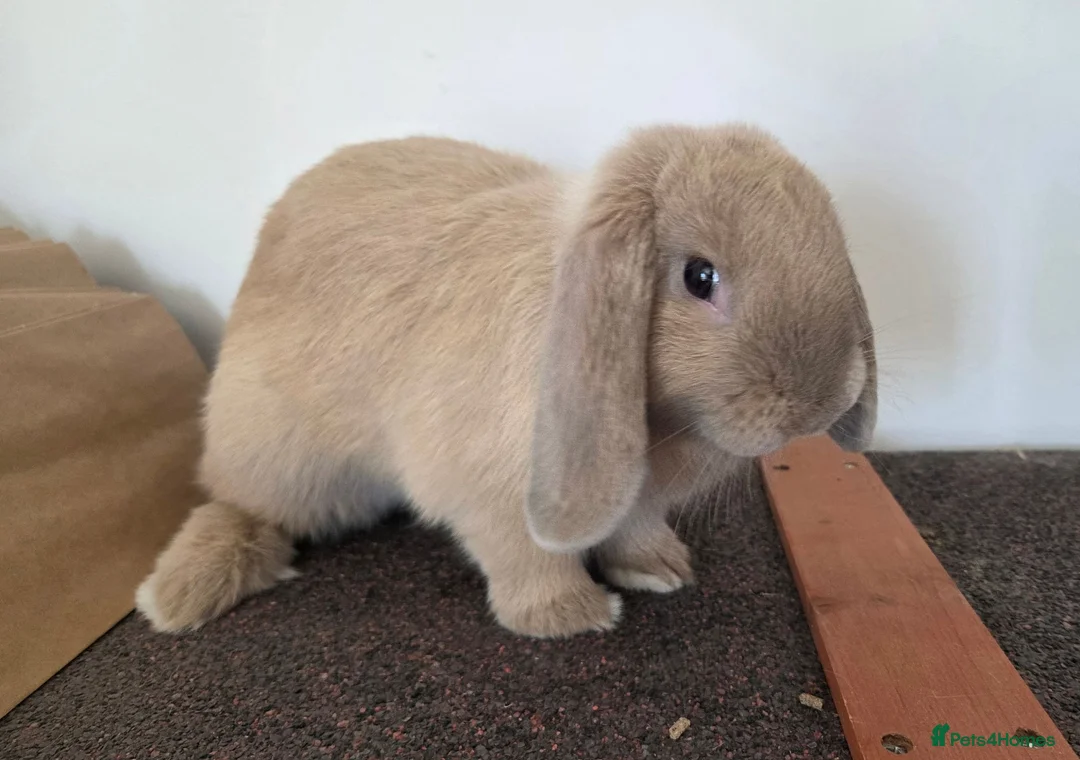 Mini Lop rabbits for sale: Pure Bred Mini Lop Buck - Ready Now (1 remaining) - Advert 4