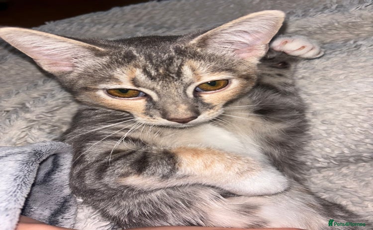 Scottish Fold cats in Enfield - Advert 5