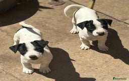 Jack Russell dogs for sale: Last two beautiful Jack Russell bitches - Image 13