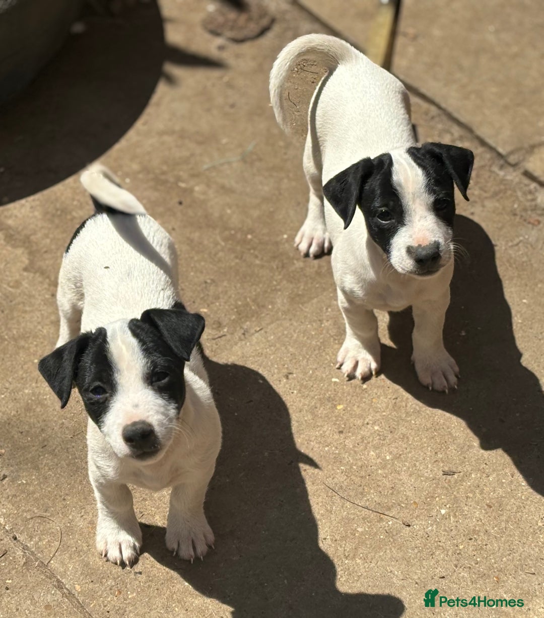Jack Russell dogs for sale: Last two beautiful Jack Russell bitches - Image 13