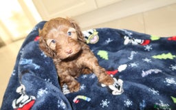 Cockapoo dogs for sale: Beautiful f1b Cockapoo puppy's   - Advert 28