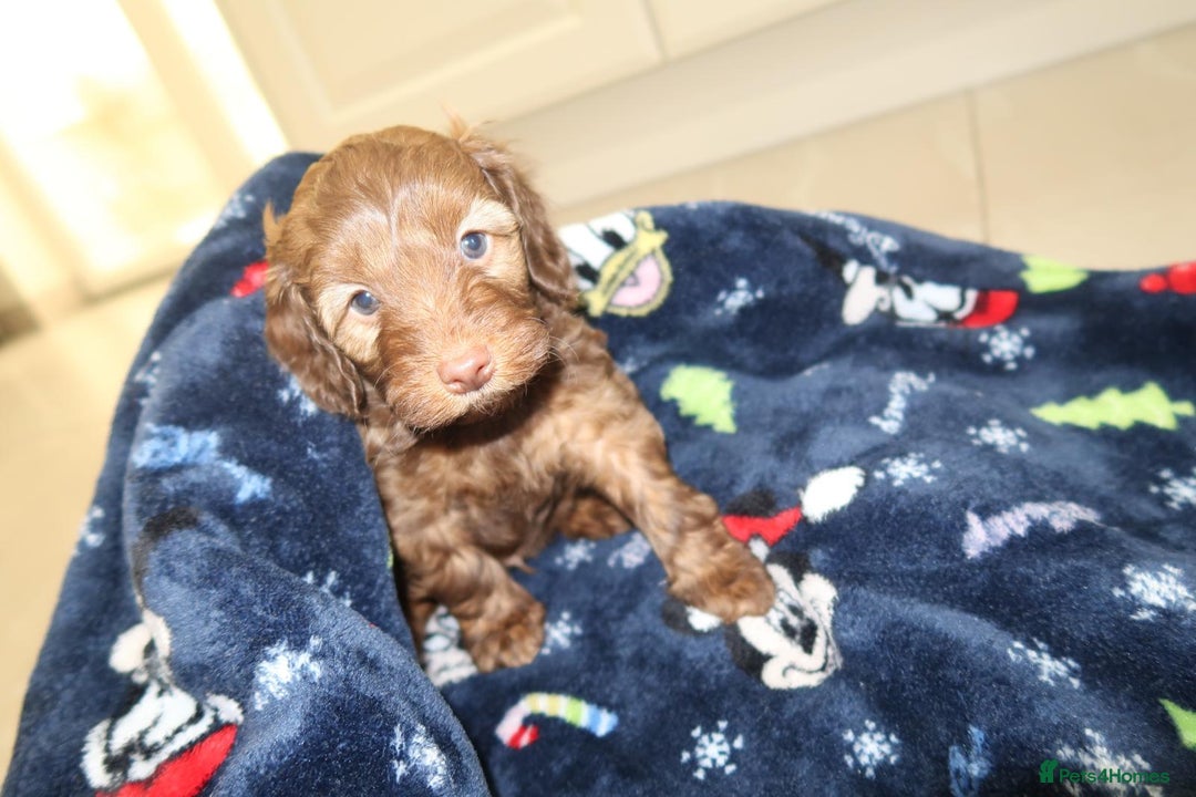 Cockapoo dogs for sale: Beautiful f1b Cockapoo puppy's   - Advert 28