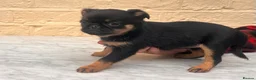 Griffon Bruxellois dogs for sale: Beautiful Brussels Griffon puppies - Advert 6