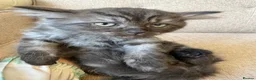 Persian cats for sale: Stunning Persian x Ragdoll kittens Ready for Homes in Watford - Advert 8