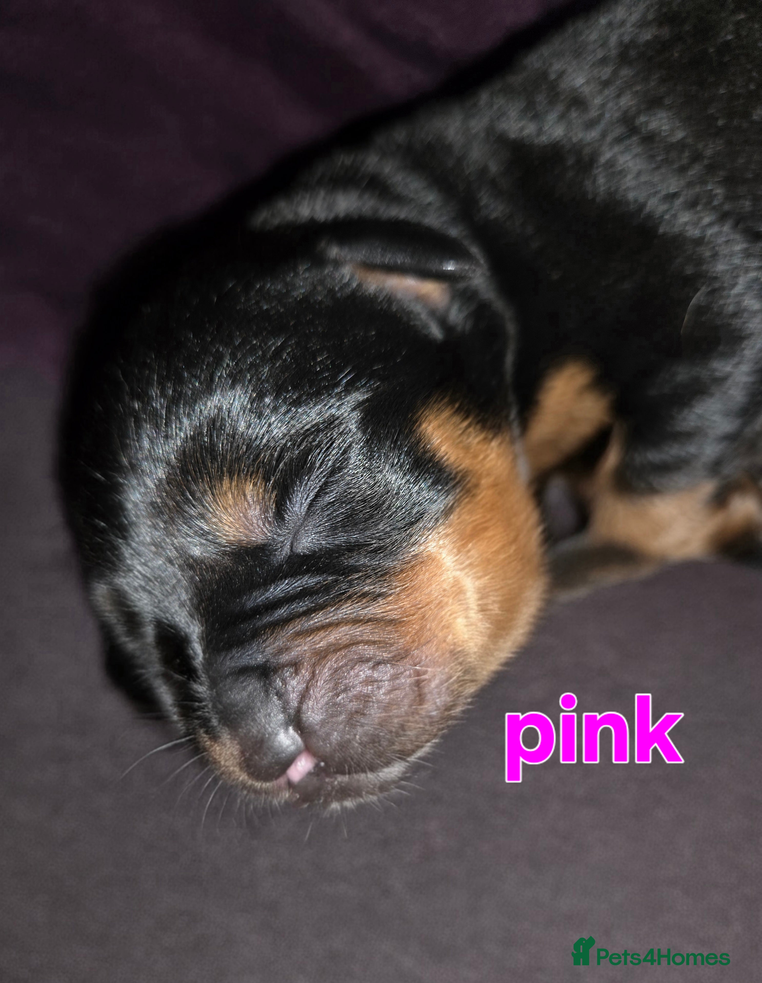 Rottweiler Puppy 5