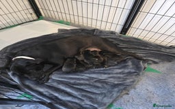 Staffordshire Bull Terrier dogs for sale: Stafford bull terrier pups - Image 3