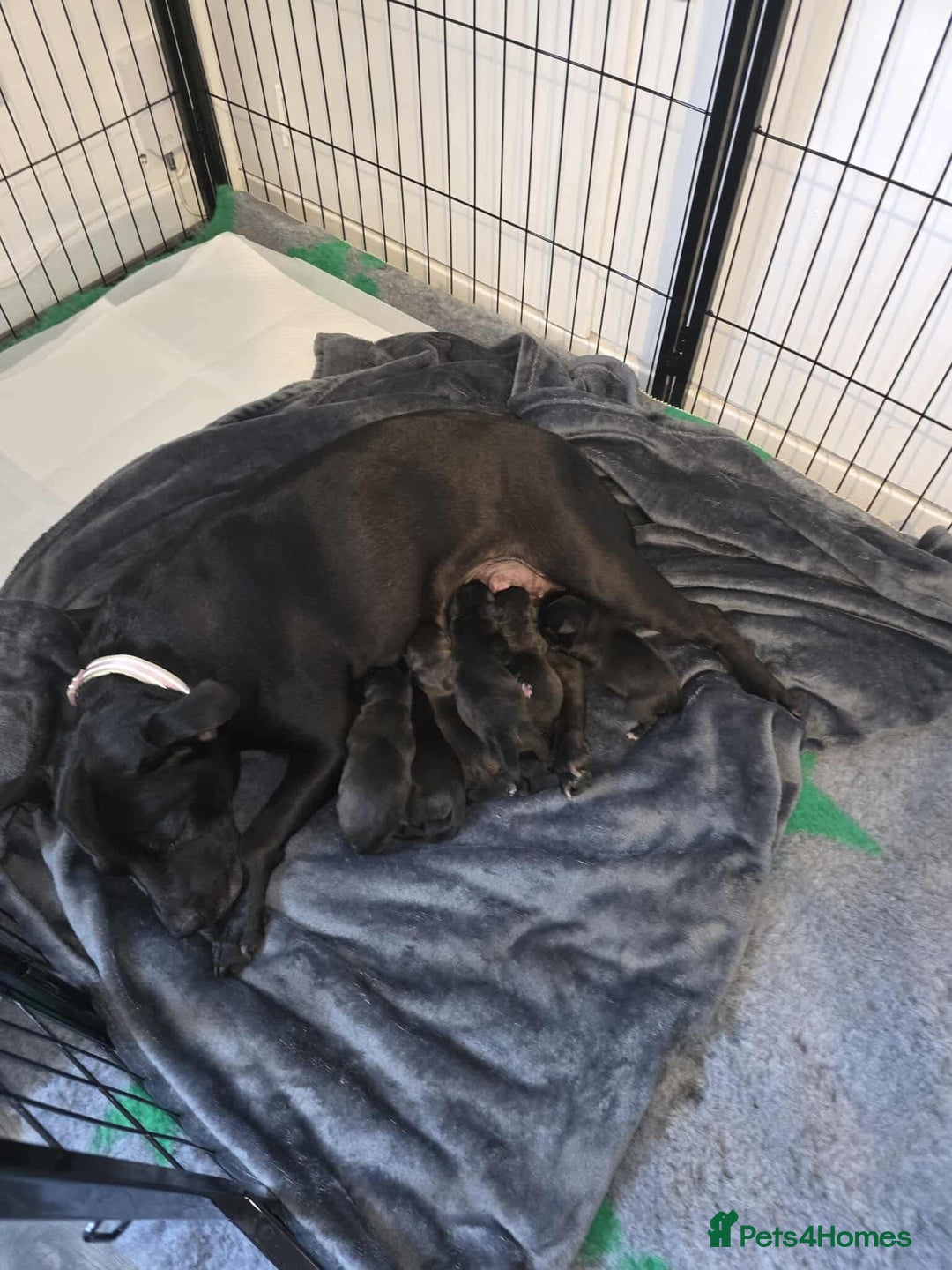 Staffordshire Bull Terrier dogs for sale: Stafford bull terrier pups - Image 3