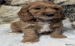 Cockapoo dogs for sale: Beautiful F1 Cockapoo puppies DNA clear  - Image 25