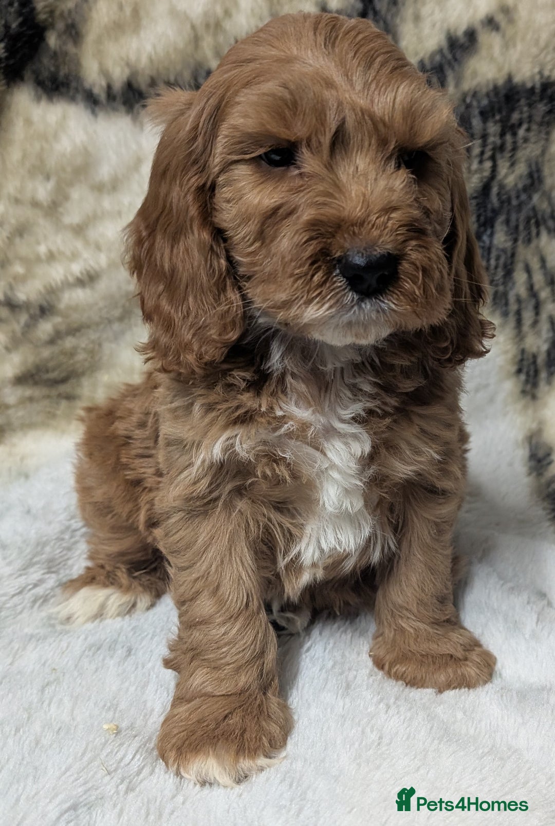 Cockapoo dogs for sale: Beautiful F1 Cockapoo puppies DNA clear  - Image 25