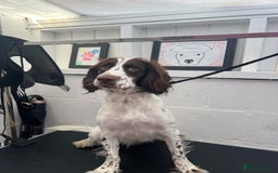 Sprocker dogs for sale: Buddy the Sprocker - Image 4