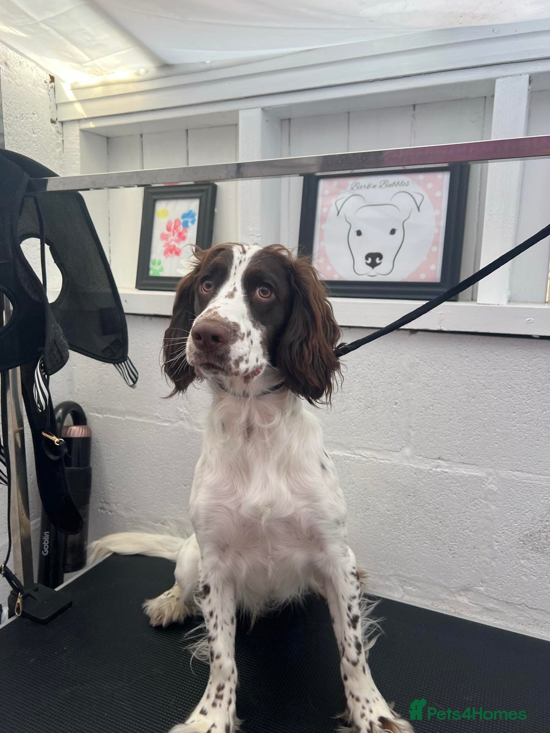 Sprocker dogs for sale: Buddy the Sprocker - Image 4