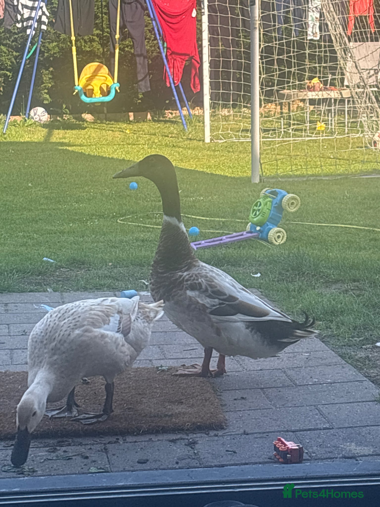 Ducks poultry Welsh harlequin drake rehome  - Advert 2