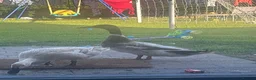 Ducks poultry for sale: Welsh harlequin drake rehome  in Saint Helens - Advert 2