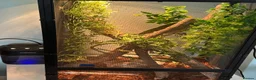 Chameleon reptiles for sale: Veiled (Yemen) Chameleon in Wellingborough - Advert 2