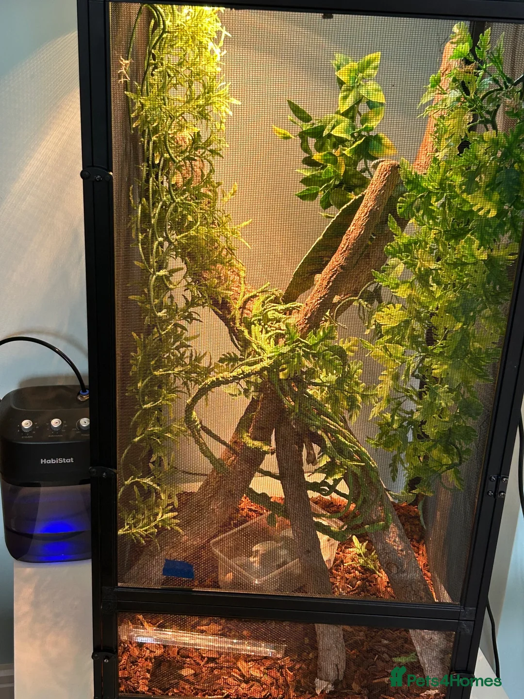 Chameleon reptiles for sale: Veiled (Yemen) Chameleon in Wellingborough - Advert 2