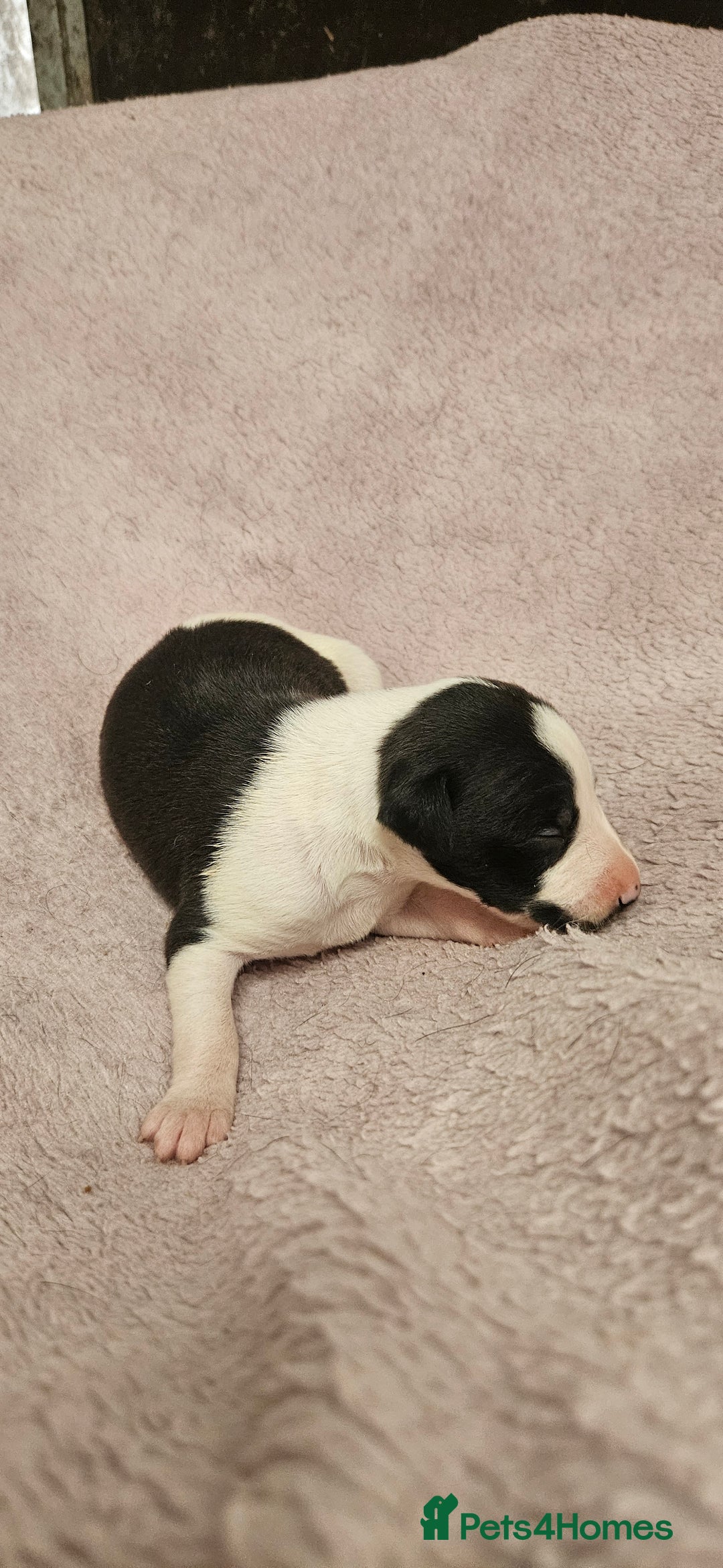 Whippet dogs for sale: KC HEART AND HEALTH TESTED WHIPPETS - Image 20