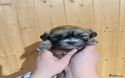 Shih Tzu dogs for sale: Shih tzu puppies  - Image 6