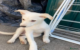 Mixed Breed dogs for sale: Huskador pup - Image 2