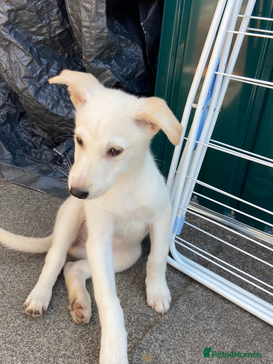 Mixed Breed dogs for sale: Huskador pup - Image 2