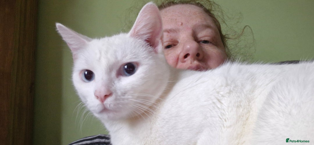 Mixed Breed cats for sale: Mother and Daughter pure white cats - Advert 4