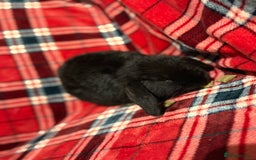 Mini Lop rabbits for sale: Beautiful Baby Mini Lops - Image 8