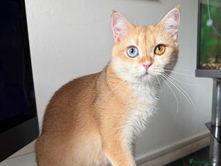 British Shorthair cats GCCF BSH Active Black Golden Odd Eyes Female Breed - Advert 14