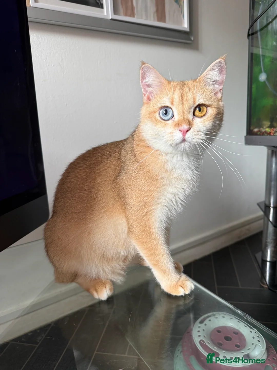 British Shorthair cats for sale: GCCF BSH Active Black Golden Odd Eyes Female Breed - Advert 1