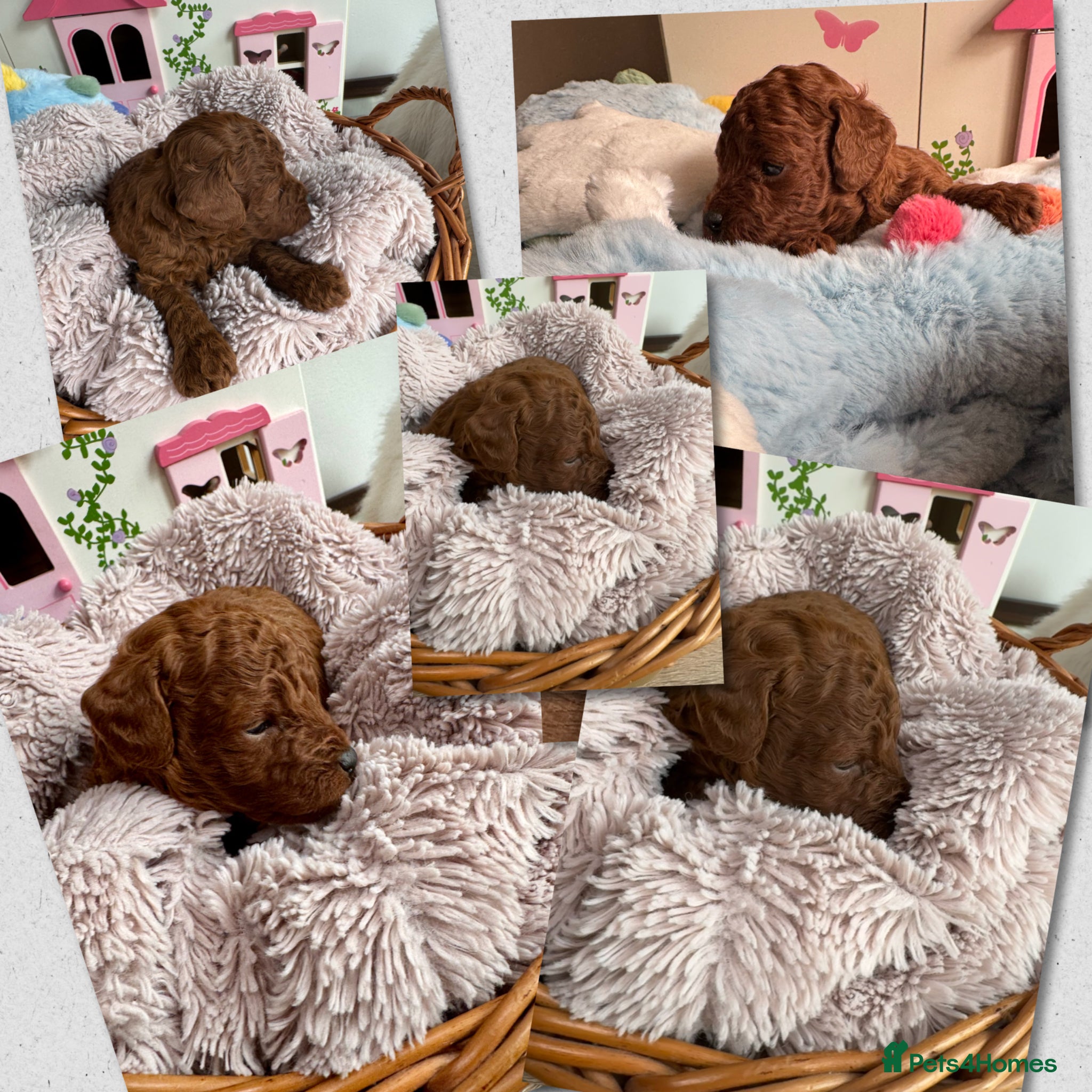 Toy Poodle dogs for sale: Asian Poodle Puppies WAITING LIST OPEN - Advert 22