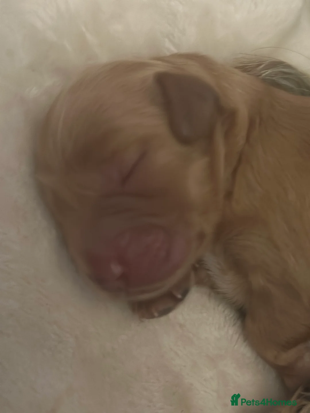 Mixed Breed dogs for sale: F1b Cockapoo Puppies.  - Advert 4