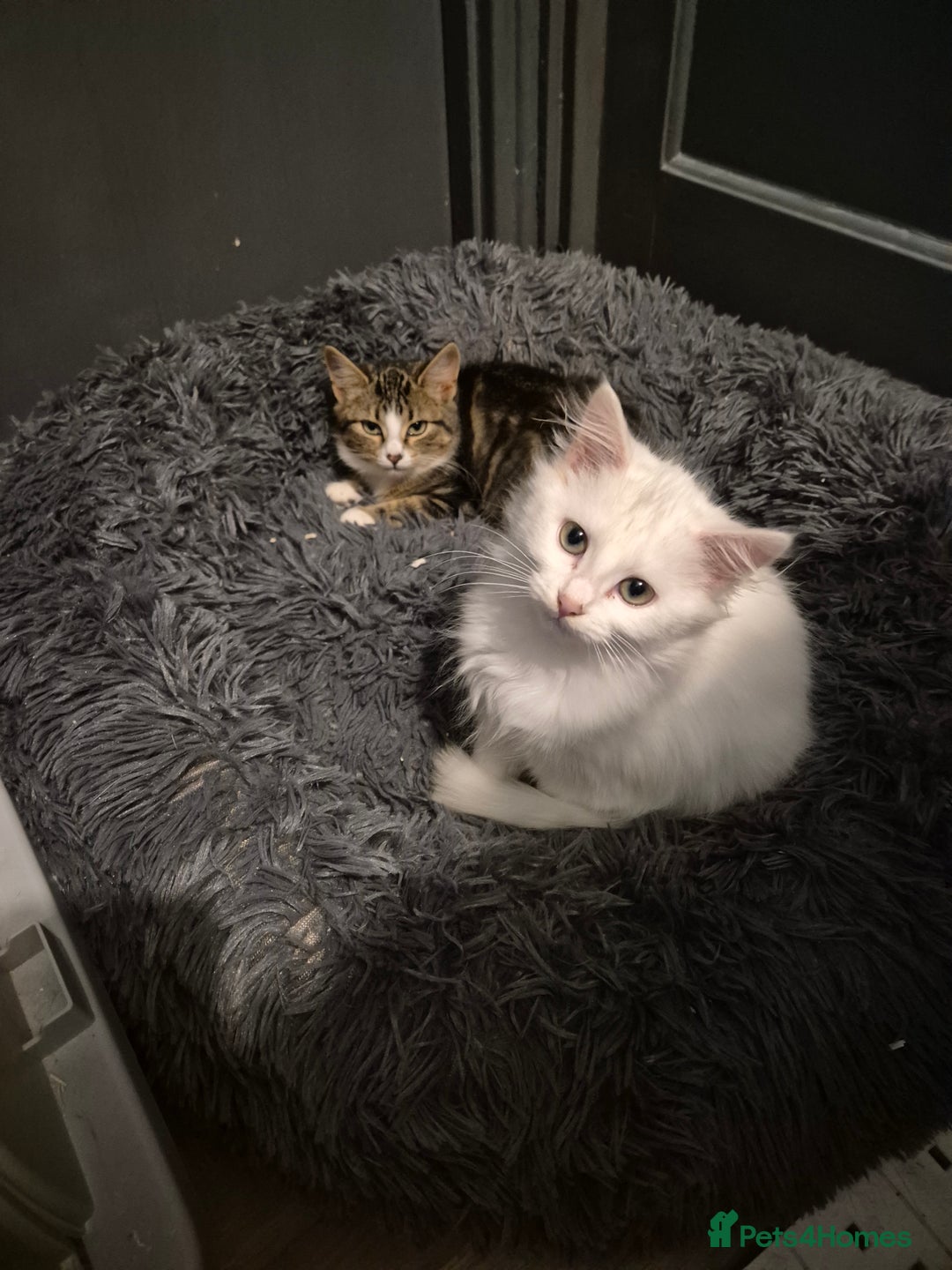 Mixed Breed cats for sale: X5 kittens  - Image 5