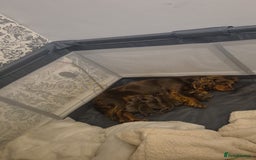 Cocker Spaniel dogs for sale: Working cocker puppies for sale - Image 3