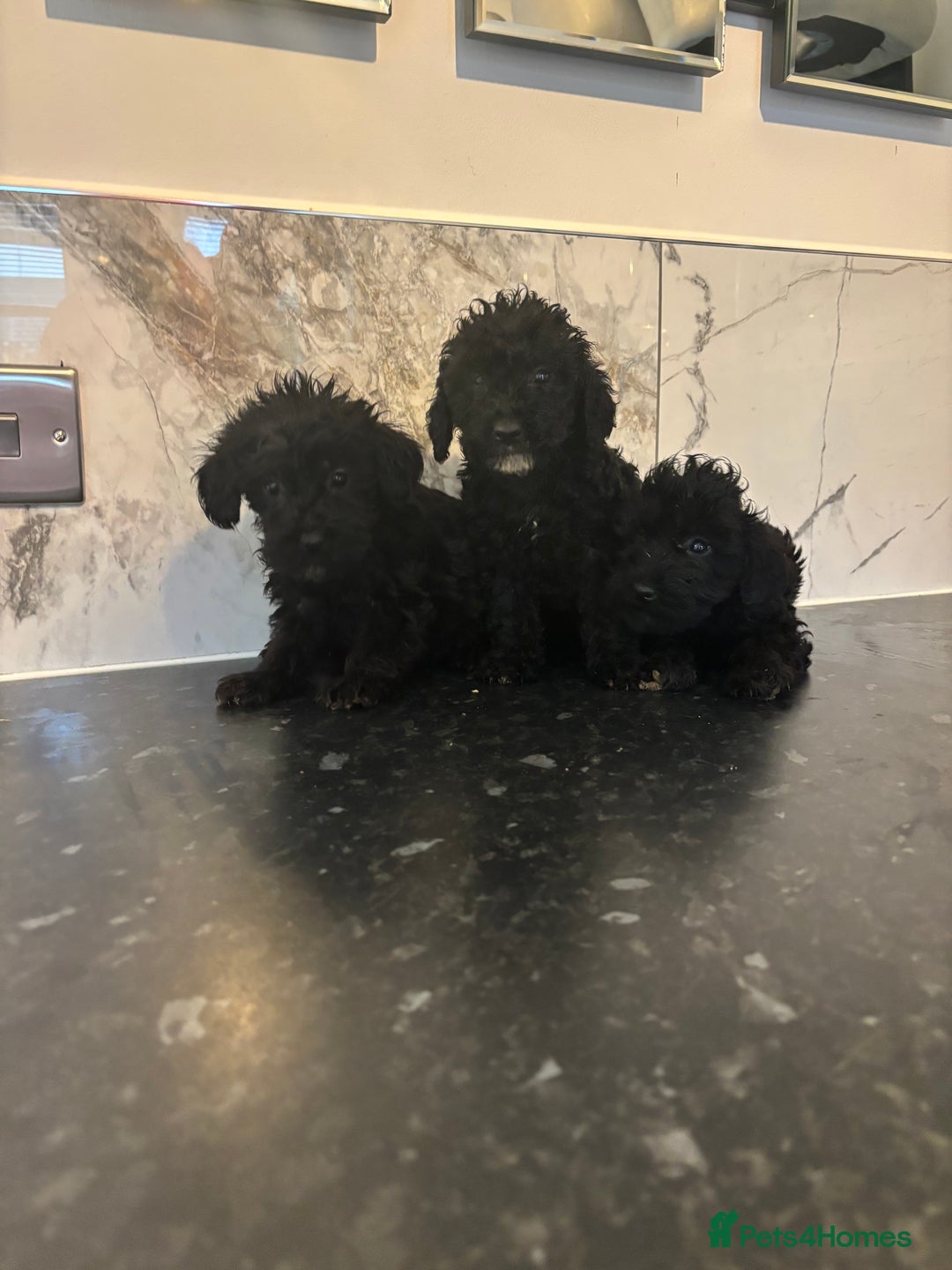 Maltipoo dogs for sale: Toy maltipoo puppies (toy poodle) - Image 8