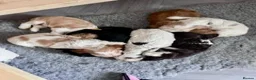 Cocker Spaniel dogs for sale: Show Cocker Spaniel Puppies for sale - Advert 3