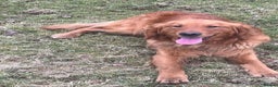 Golden Retriever dogs for stud: kc fox red retriever stud - Advert 2