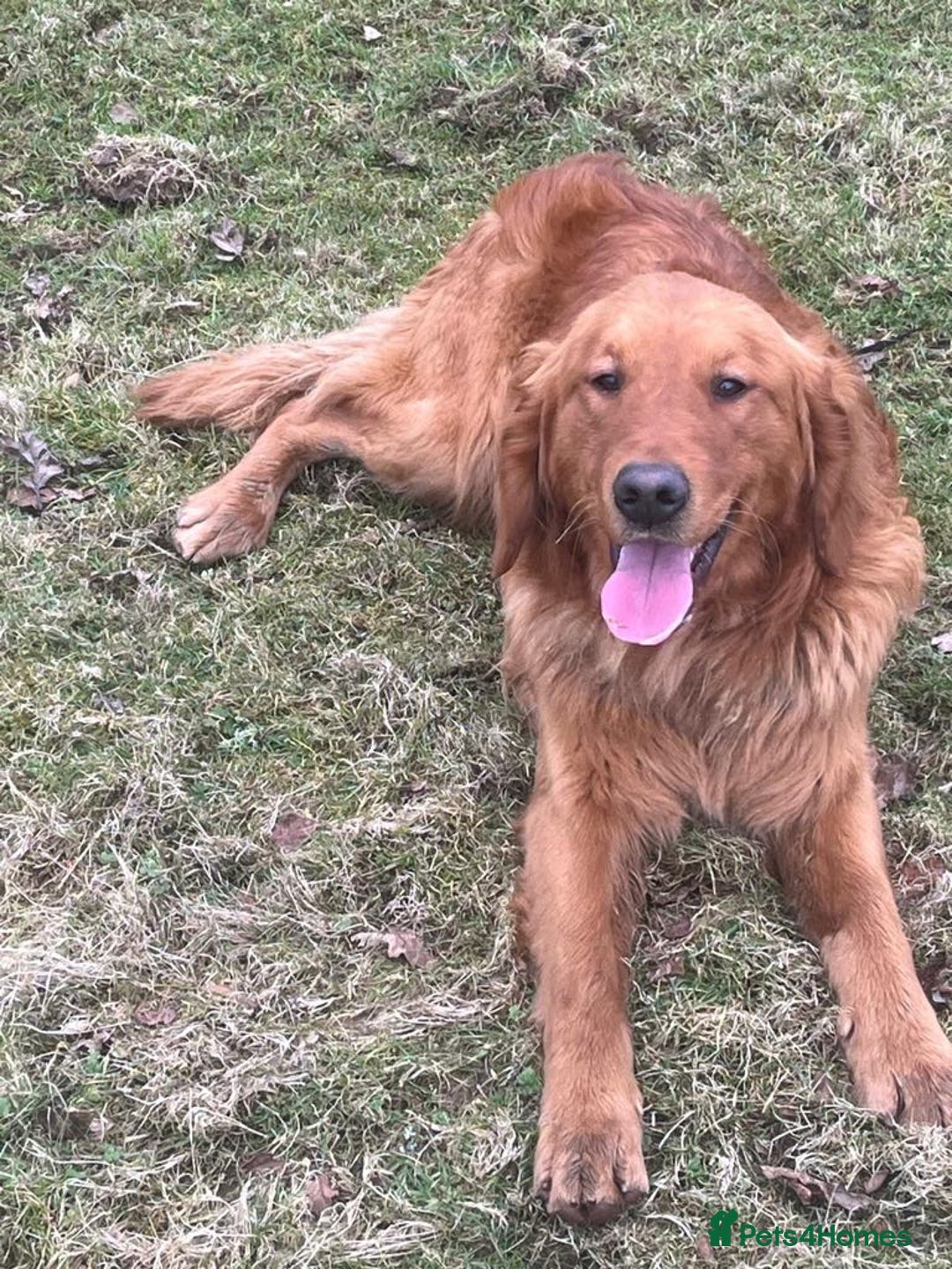 Golden Retriever dogs for stud: kc fox red retriever stud - Advert 2