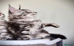 Maine Coon cats for sale: STUNNING XL PEDIGREE MAINE COON KITTENS  - Image 19