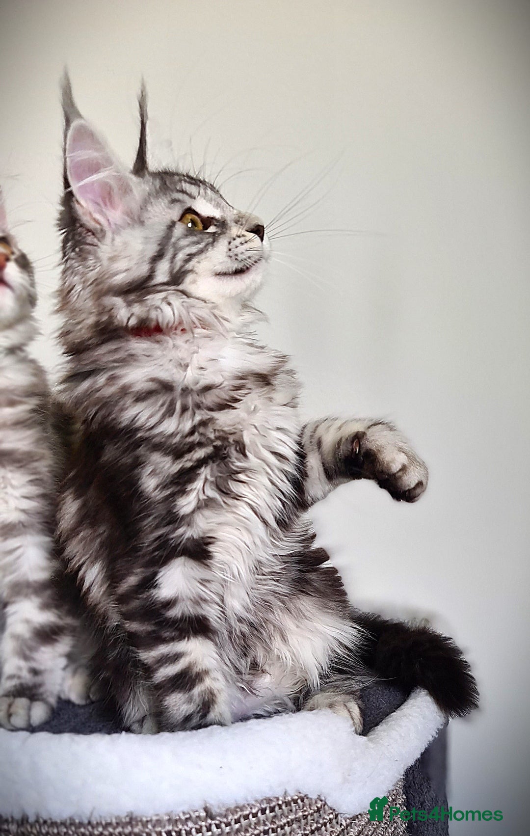 Maine Coon cats for sale: STUNNING XL PEDIGREE MAINE COON KITTENS  - Image 19