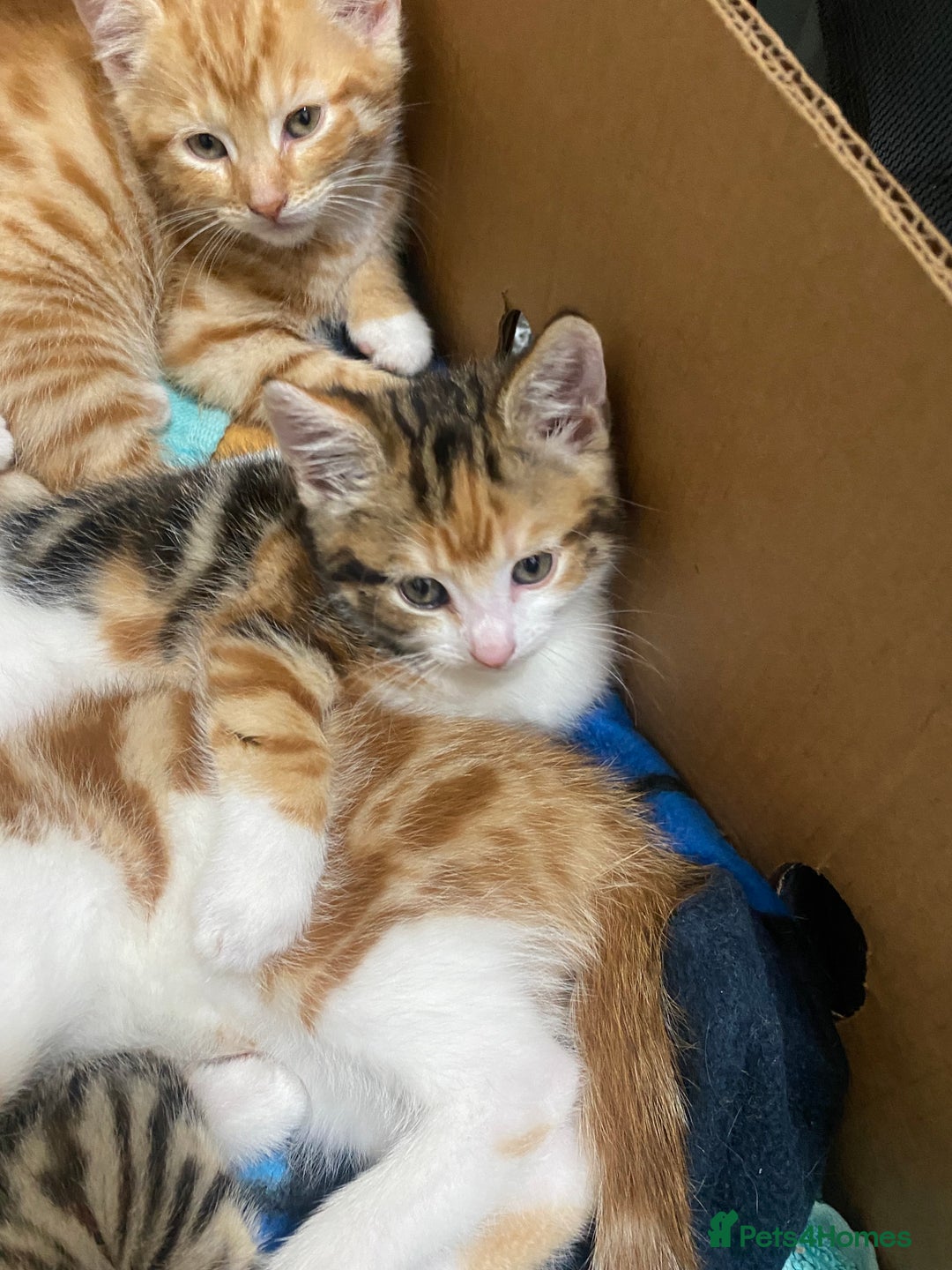 Domestic Shorthair cats for sale: Beautiful Kitten  - Image 3