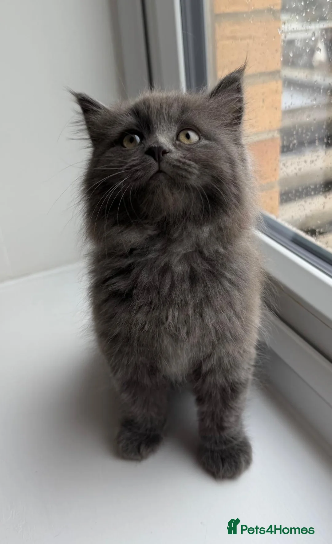 British Shorthair cats for sale: Scottish Fold X British Short hair  - Advert 2