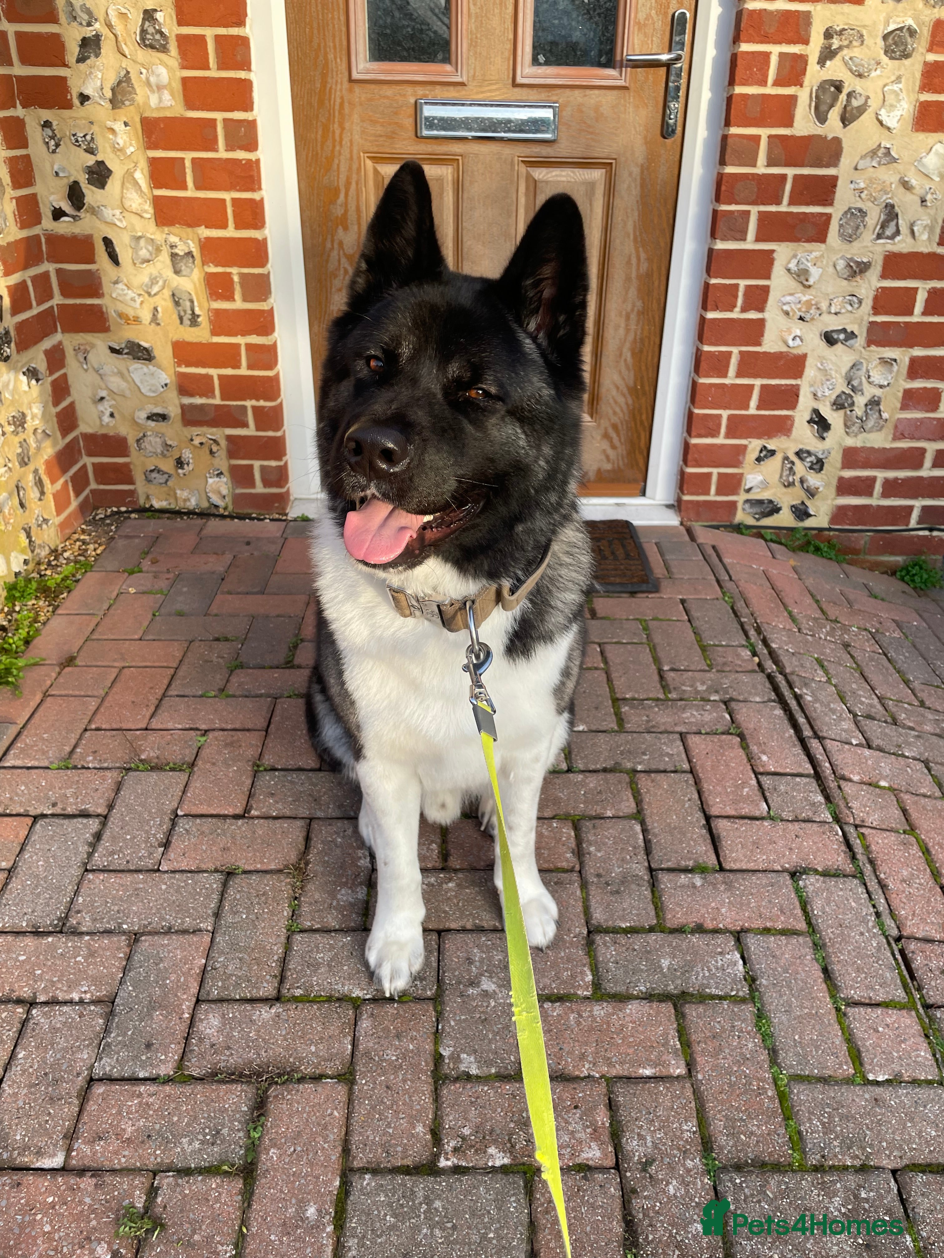 Akita dogs Looking to breed Bear with another American Akita  - Advert 1