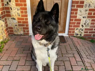 Akita dogs Looking to breed Bear with another American Akita - Advert 1