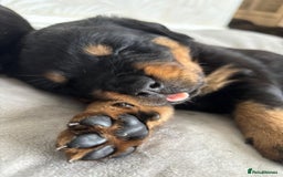 Rottweiler dogs for sale: Stunning Rottweiler Puppies - Image 9